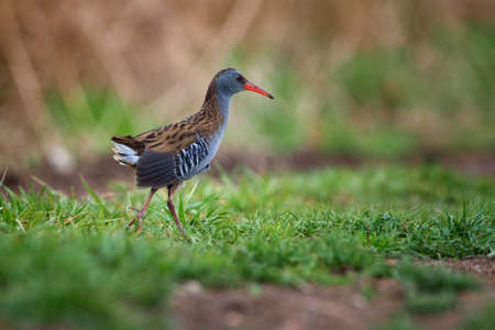 The water rail is a bird of the rail family which breeds in well-vegetated wetlands across Europeの写真素材