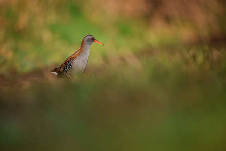 The water rail is a bird of the rail family which breeds in well-vegetated wetlands across Europe
