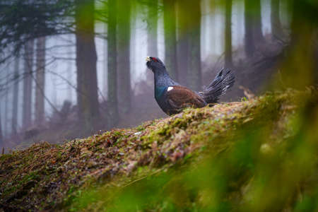 The western capercaillie - Tetrao urogallus, also known as the Eurasian capercaillie, wood grouse, heather cock is a heavy member of the grouse family and the largest of all extant grouse speciesの写真素材