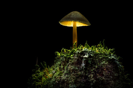 The forest fungus shines like a lampの写真素材
