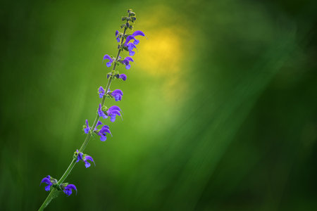 Salvia pratensis - the meadow clary or meadow sage is a species of flowering plant in the family Lamiaceae, native to Europe, western Asia and northern Africa.の写真素材