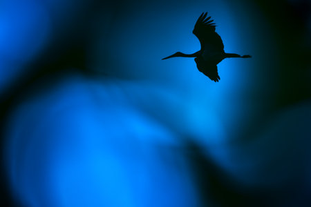 The black stork Ciconia nigra is a large bird in the stork family Ciconiidae.の写真素材