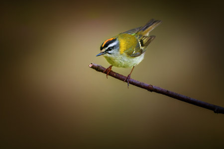 The common firecrest, also known as the firecrestの写真素材