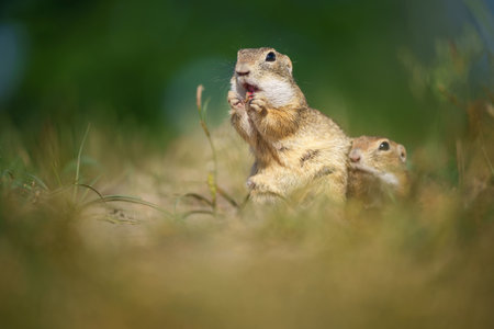 The European ground squirrel, Spermophilus citellus -also known as the European souslik