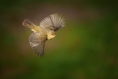 The common chiffchaff - Phylloscopus collybita, is a common and widespread leaf warbler which breeds...