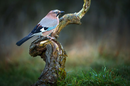 Garrulus glandarius is a species of passerine bird in the family Corvidaeの写真素材