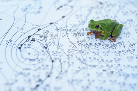 The European tree frog (Hyla arborea) is a small tree frog.の写真素材