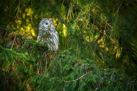 Ural owl resting on a tree branch in mixed forest. Known for its silent flight and deep hooting call, this large owl inhabits European and Asian woodlands.の写真素材