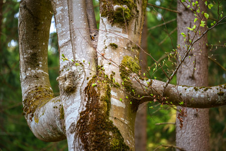 Ural owl resting on a tree branch in mixed forest. Known for its silent flight and deep hooting...