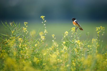 European stonechat with dark head and orange breast perched on a thin branch. This small songbird is...