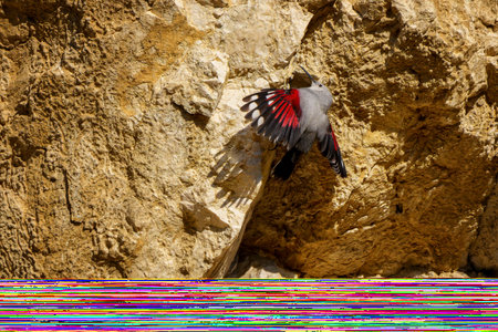 The wallcreeper is a rare and elusive mountain bird with striking crimson wings, often seen scaling vertical rock faces in search of insects in rugged alpine terrain.の写真素材