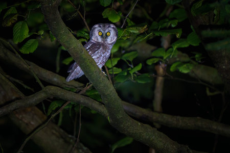A shy Boreal owl rests quietly among spruce branches. This elusive nocturnal hunter inhabits mountain forests and is rarely seen during the day.の写真素材