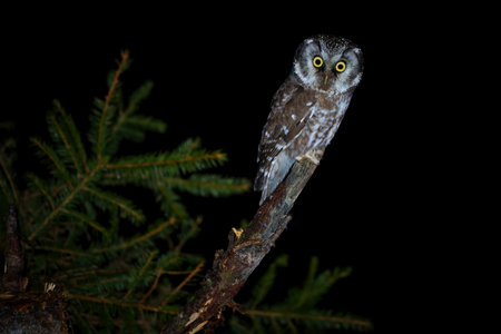 A shy Boreal owl rests quietly among spruce branches. This elusive nocturnal hunter inhabits mountain forests and is rarely seen during the day.の写真素材