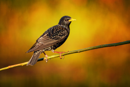 European starling in glossy breeding plumage perched on a branch. A social and vocal bird known for murmurs and mimicry, often seen in gardens and open countryside.の写真素材