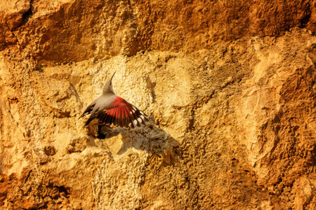 The wallcreeper is a rare and elusive mountain bird with striking crimson wings, often seen scaling vertical rock faces in search of insects in rugged alpine terrain.の写真素材