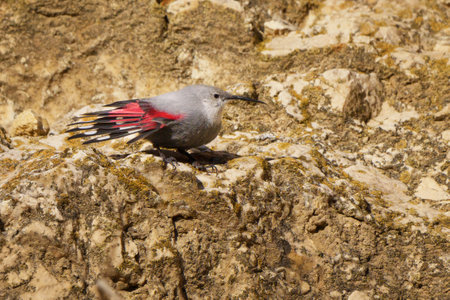 The wallcreeper is a rare and elusive mountain bird with striking crimson wings, often seen scaling vertical rock faces in search of insects in rugged alpine terrain.の写真素材