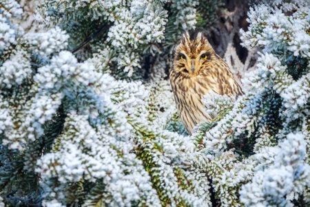 A short-eared owl gliding low over grassland in search of prey. This daytime hunter is often seen flying with slow wingbeats over open fields and moorlands.の写真素材