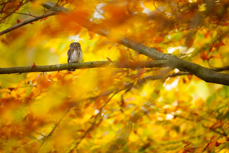A Eurasian pygmy owl perched among golden autumn leaves. Europe's smallest owl blends into the colorful forest, alert and watchful in its tiny yet fierce presence.の写真素材