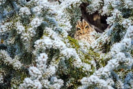 An owl perched in a snowy conifer, blending seamlessly with its surroundings.の写真素材