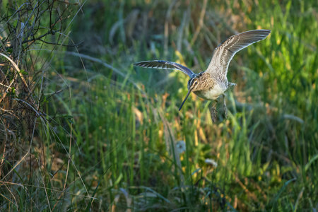 The common snipe Gallinago gallinago is a small, stocky wader native to the Old World.の写真素材