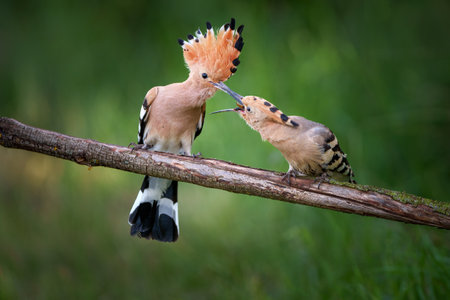 The hoopoe is a distinctive bird with a striking crest and long curved bill. Often found in warm open landscapes, it forages on the ground for insects and nests in tree cavities or walls.の写真素材