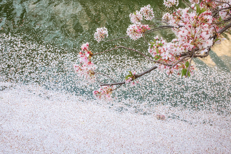 Cherry blossomsの写真素材