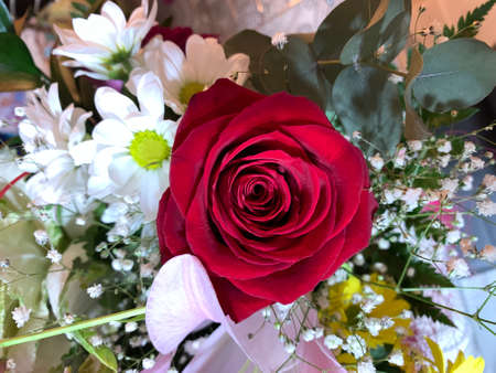 A rose among other flowersの写真素材