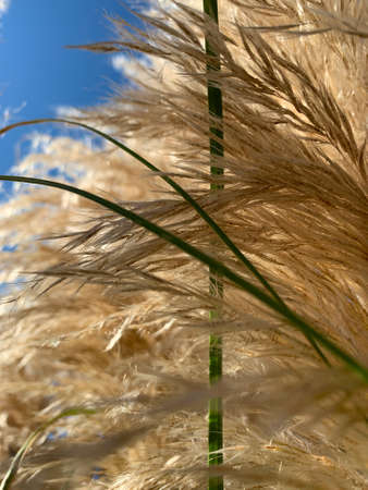 Leaves in perspective at ground levelの写真素材