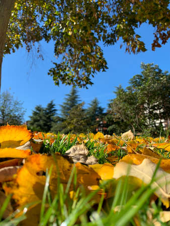 Leaves in perspective at ground levelの写真素材