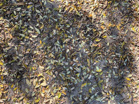 Leaves in perspective at ground levelの写真素材