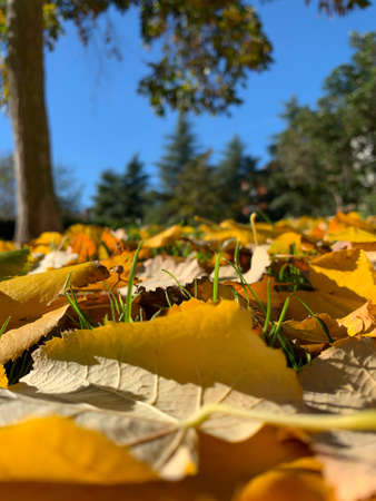 Leaves in perspective at ground levelの写真素材