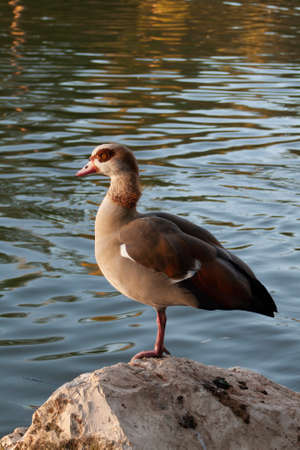 Nile goose on the lake shoreの写真素材