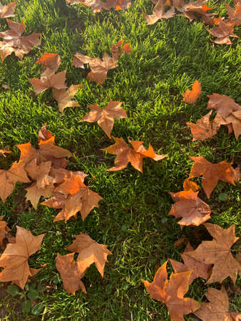 Leaves in perspective at ground levelの写真素材