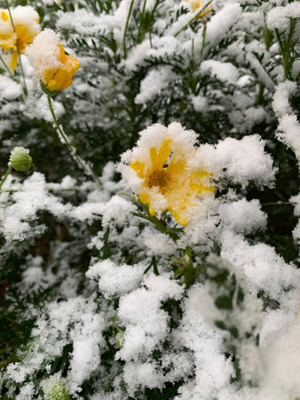Flower of beautiful and colorful petals covered by the freshly fallen snow