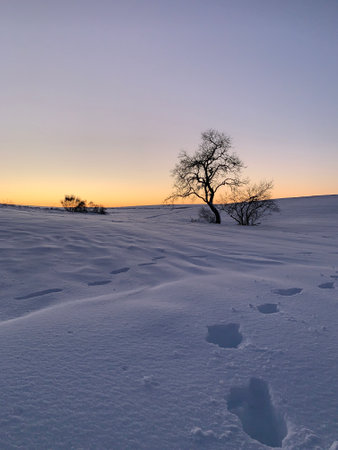 two trees surrounded by snow at sunset, with footsteps around themの写真素材