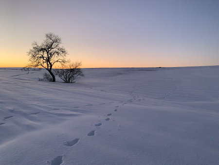 two trees surrounded by snow at sunset, with footsteps around themの写真素材