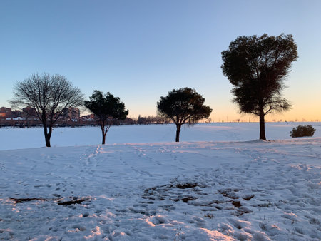 Trees surrounded by snow at sunset, with footsteps around themの写真素材