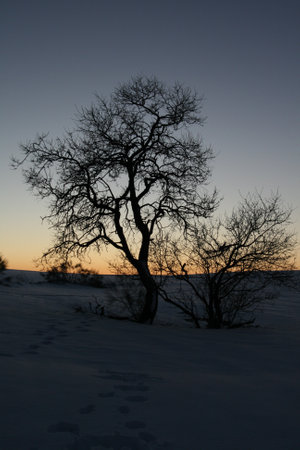 two trees surrounded by snow at sunset, with footsteps around themの写真素材