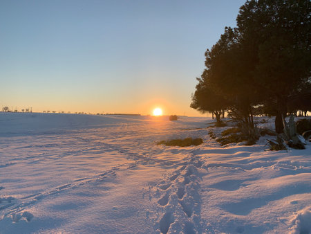 Trees surrounded by snow at sunset, with footsteps around themの写真素材