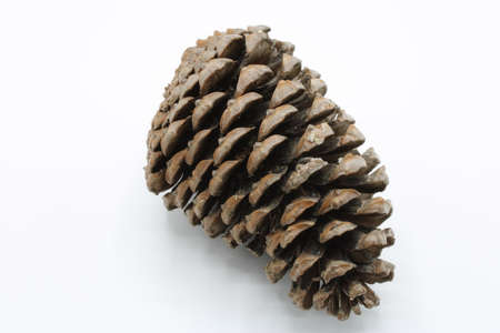 Pinecone open insulated on a white backgroundの写真素材