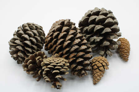 Several open Pinecone isolated on a white backgroundの写真素材
