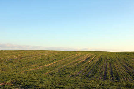 Grow fields under a clear sky