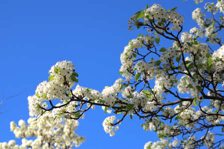 Close-up of the flowers of a fruit treeの写真素材