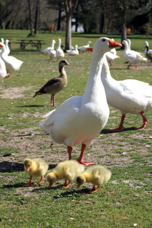 White geese with their young eatingの写真素材