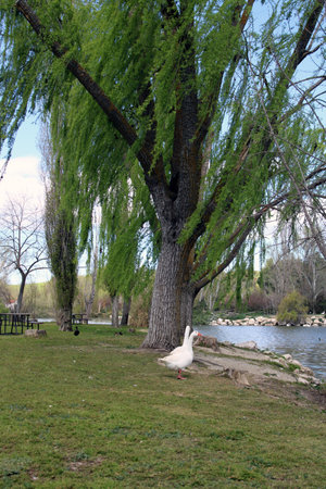 White geese on the shore of a lakeの写真素材