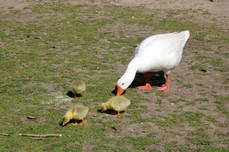 White geese with their young eatingの写真素材