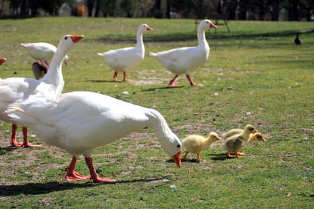 White geese with their young eatingの写真素材