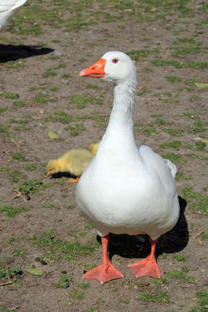 White geese with their young eatingの写真素材