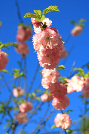 Close-up of the flowers of a fruit treeの写真素材