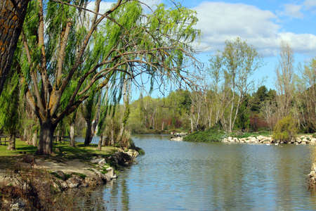 Crying willow on the shore of a lakeの写真素材